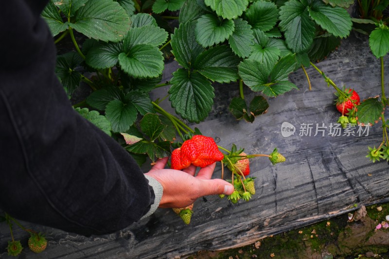 大棚里成熟的红色草莓特写