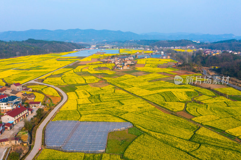 航拍春天乡村的油菜花田