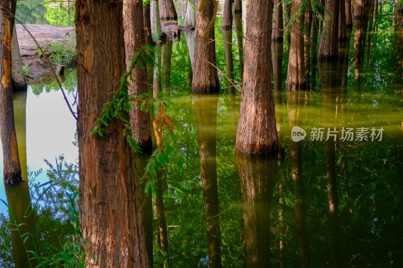 昆明滇池海洪湿地公园夕阳下的红衫林