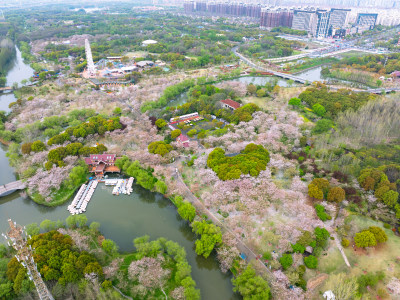 航拍上海宝山顾村公园樱花季樱花