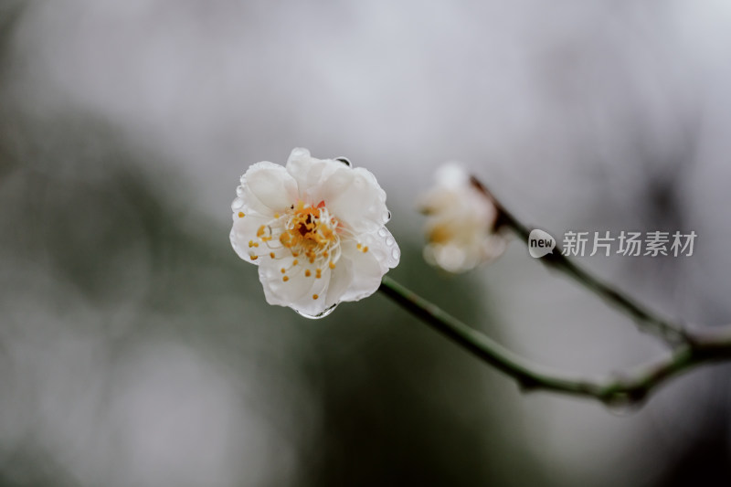 微距视角下的西溪湿地雨中盛开的梅花