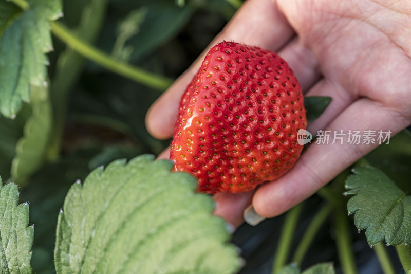 红彤彤的草莓成熟饱满鲜红欲滴