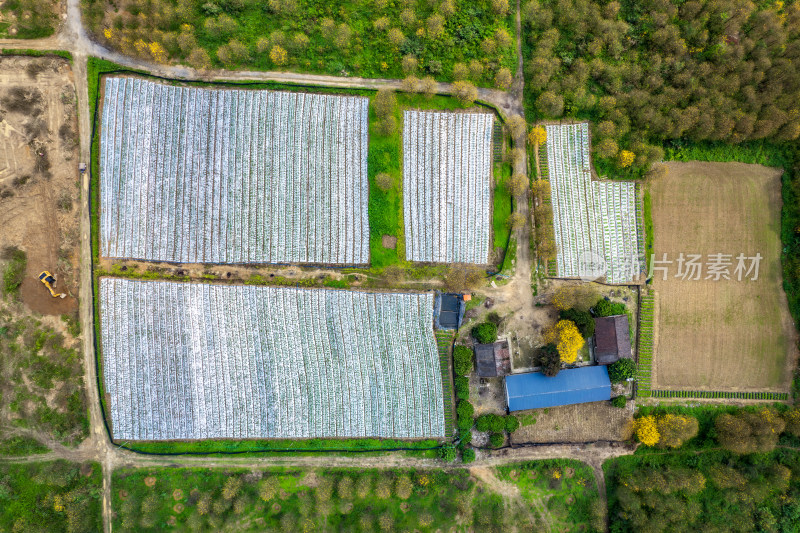 广东韶关黄花风铃木种植基地航拍