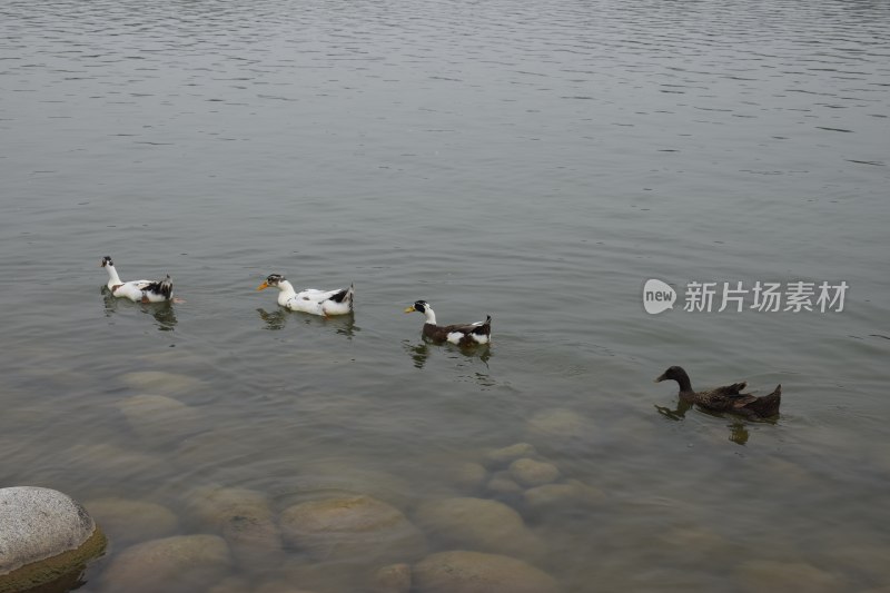 巴里坤湖