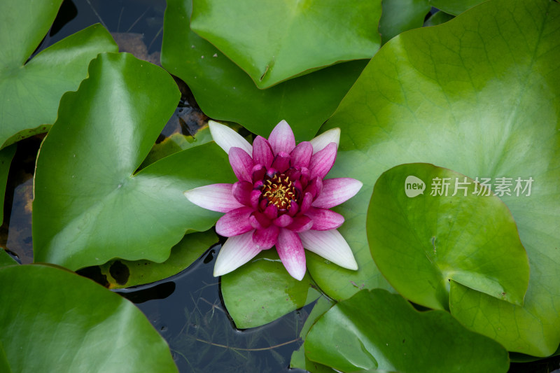 水莲花特写