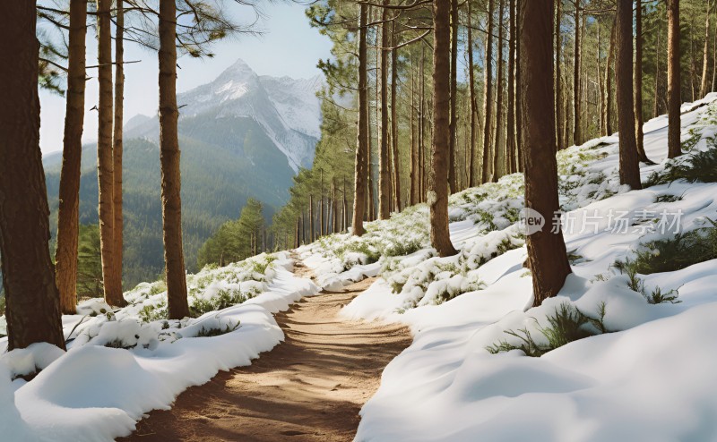 冬季森林白雪覆盖风景