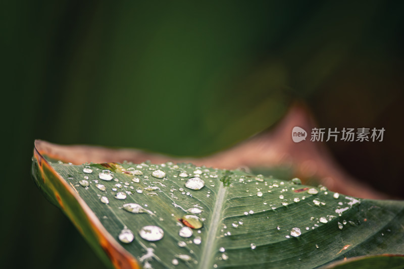 雨后绿叶上的水珠