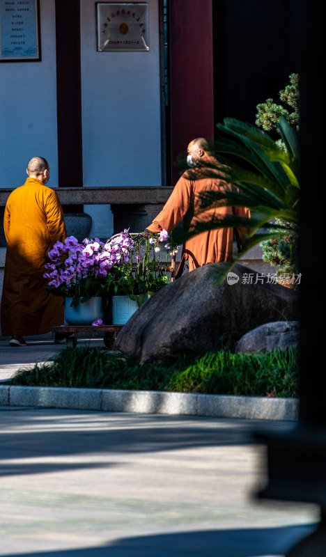 银杏树下的上海嘉定安亭老街菩提寺秋色景观