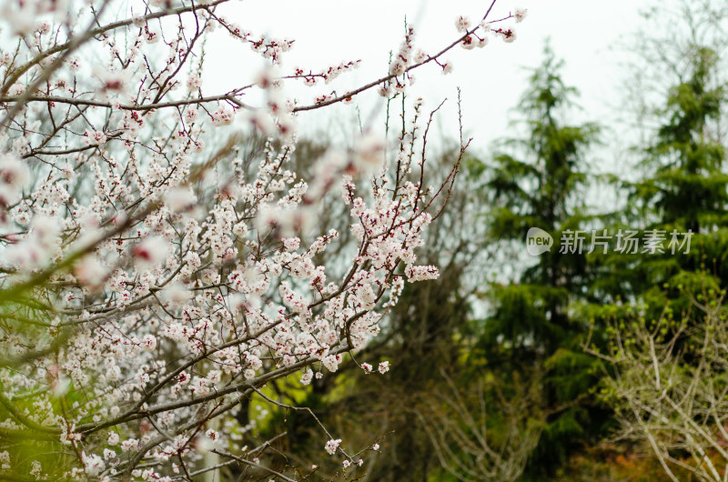 春天桃花开放