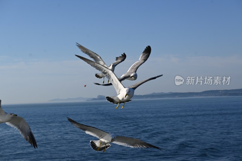 海上海鸥