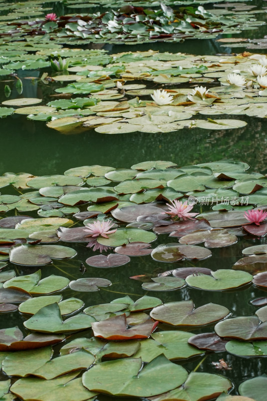 北京国家植物园睡莲