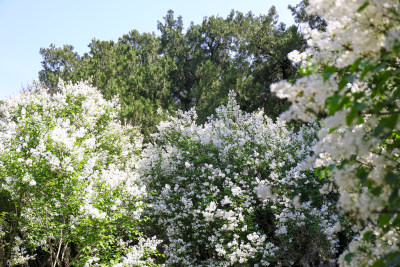 春天四月丁香花花卉开放治愈清新