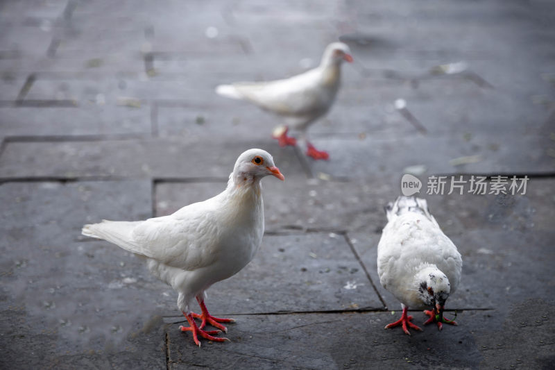 户外吃食的白色鸽子