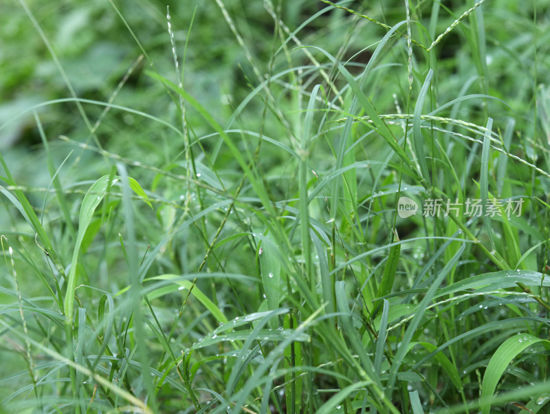 满屏的春天绿色植物草的背景图