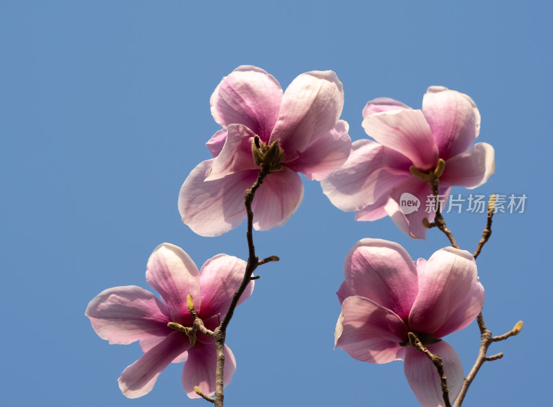 春天蓝色天空下粉红色玉兰花盛开自然风景