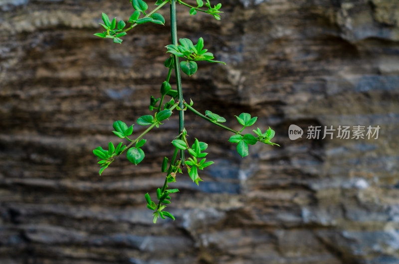 石壁边一枝迎春花花芽