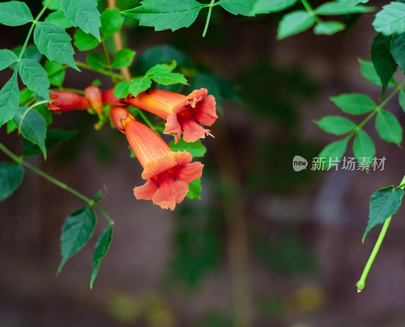 带绿叶的橙红色凌霄花近景特写