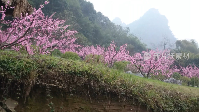 桃花树自然风景