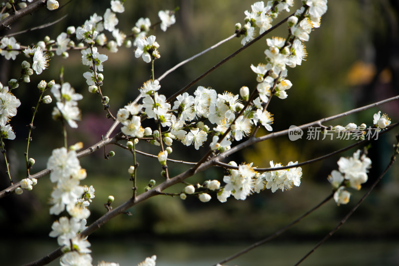 春天枝头盛开的白色桃花 白花山碧桃