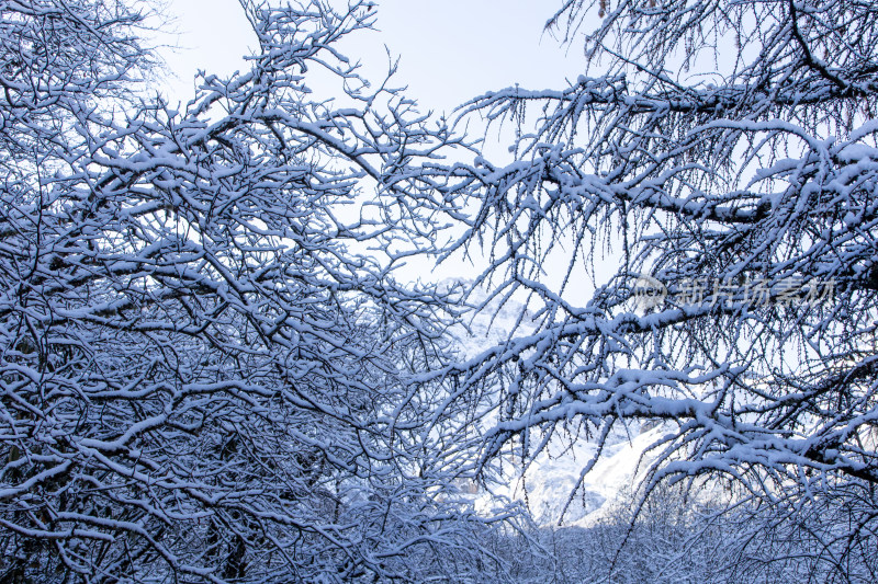 冬日积雪覆盖的枯枝