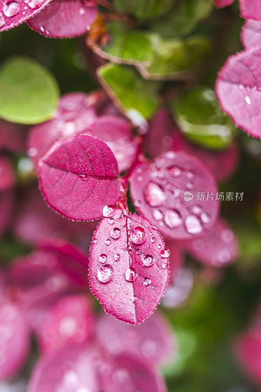 清晨的露水打在一种紫色叶子的植物上面