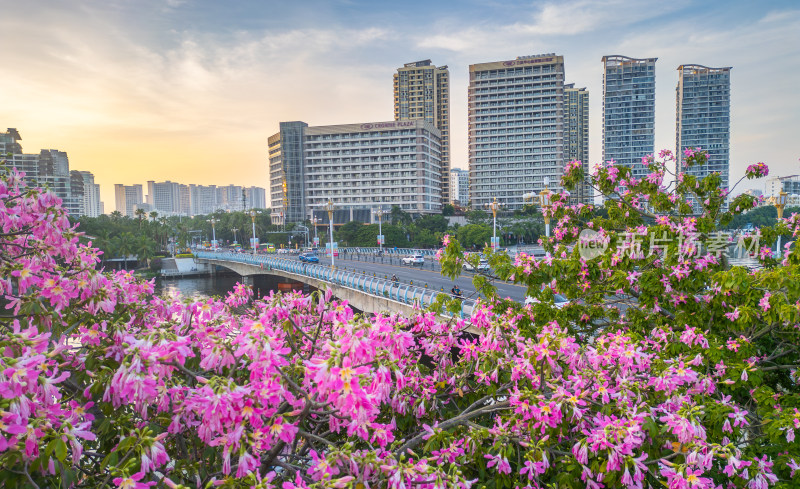 海南三亚春天异木棉花朵唯美治愈城市