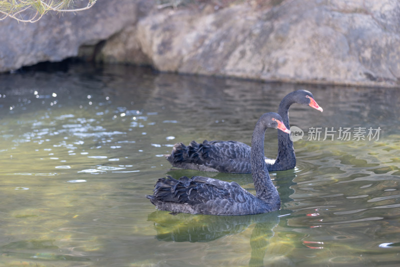 两只在湖里游动的黑天鹅