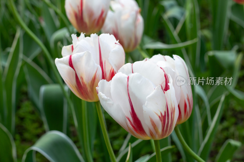 杭州太子湾多彩郁金香花海景观