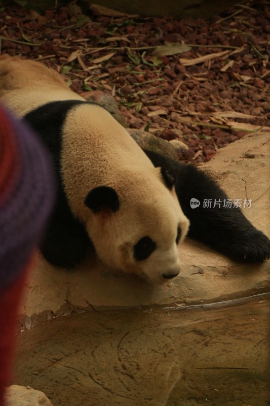 熊猫憨态可掬的背影