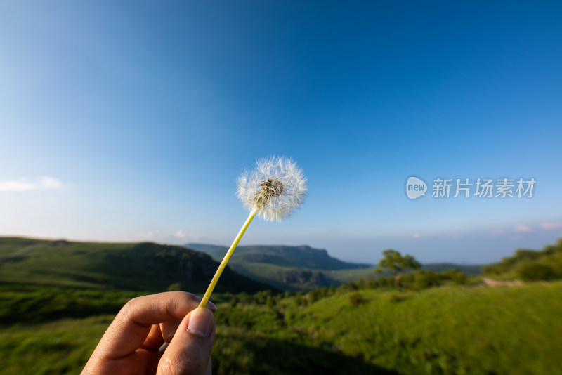 一株蒲公英户外微距特写