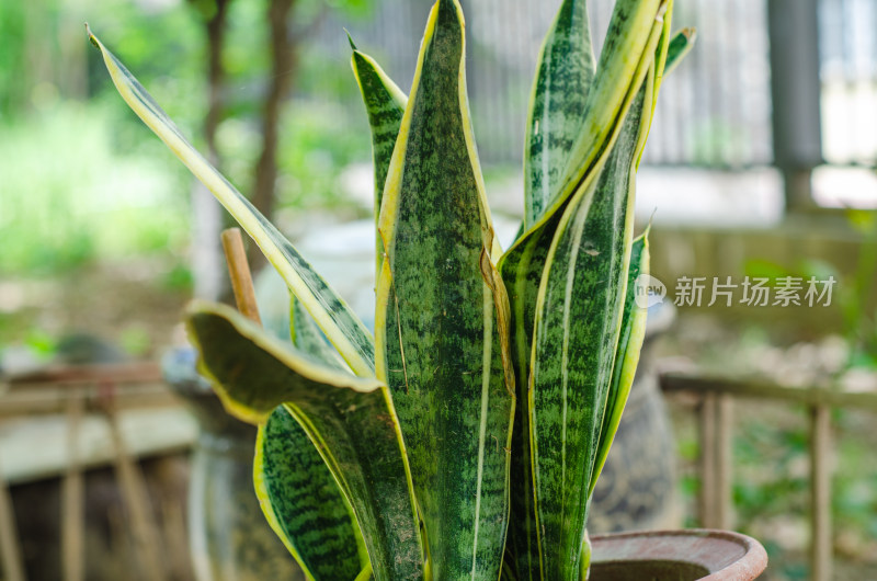 盆栽虎皮兰特写