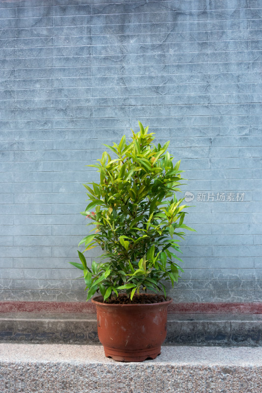 盆栽绿植置于灰色砖墙前的景象