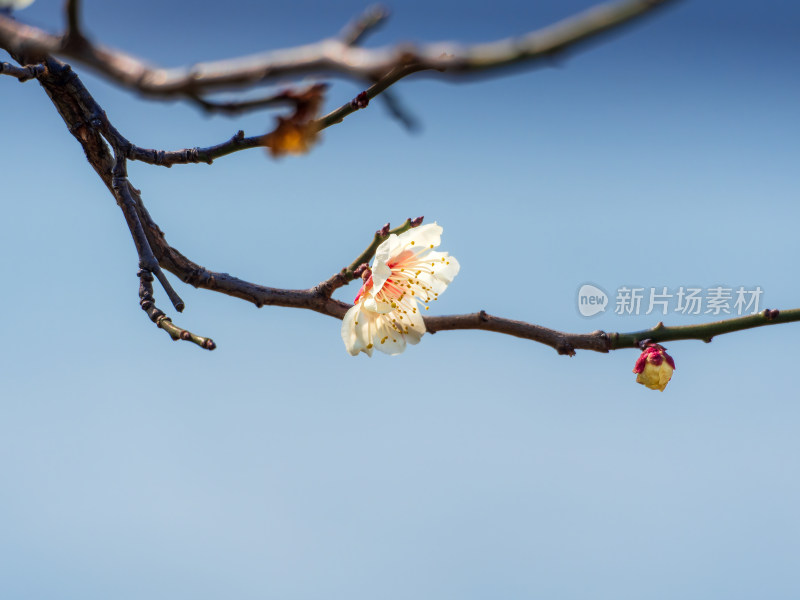 玄武湖畔梅花