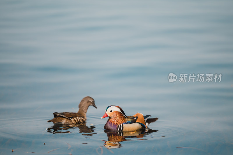 西湖鸳鸯