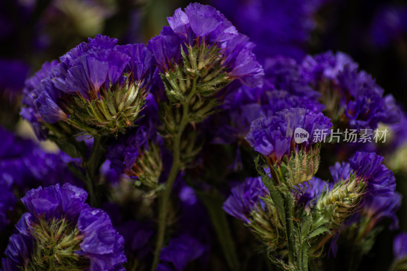 紫色勿忘我花朵微距特写