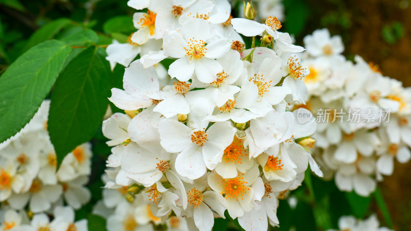 唯美生态春天美丽蔷薇花花朵花海