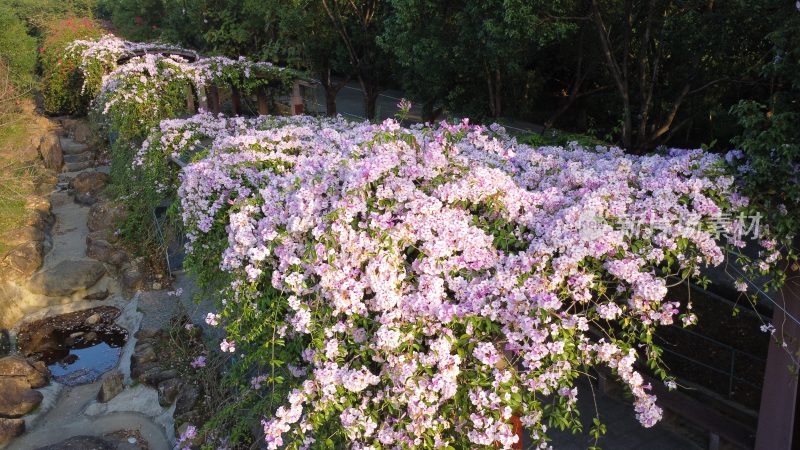 广东东莞：蒜香藤花开