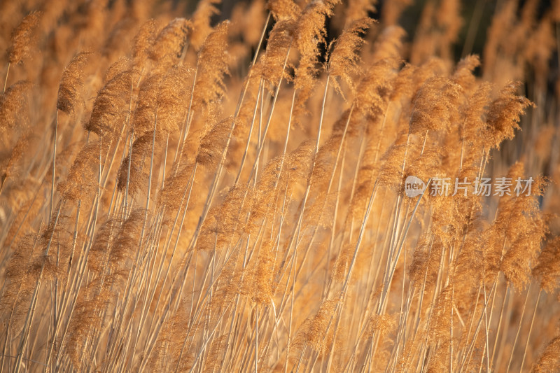 金色芦苇荡芦苇