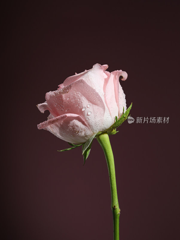 粉色背景上的一朵粉色玫瑰花特写