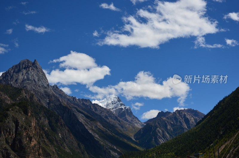 高原上的雪上绿树