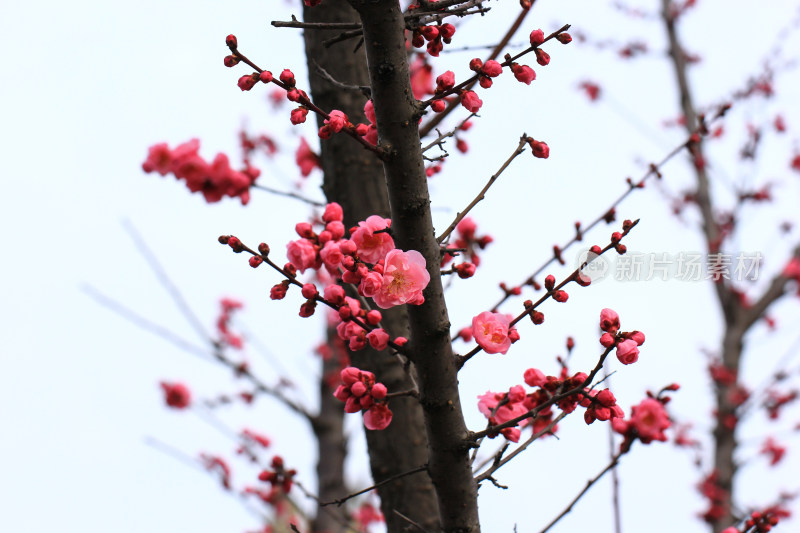 立春时节含苞怒放的红梅