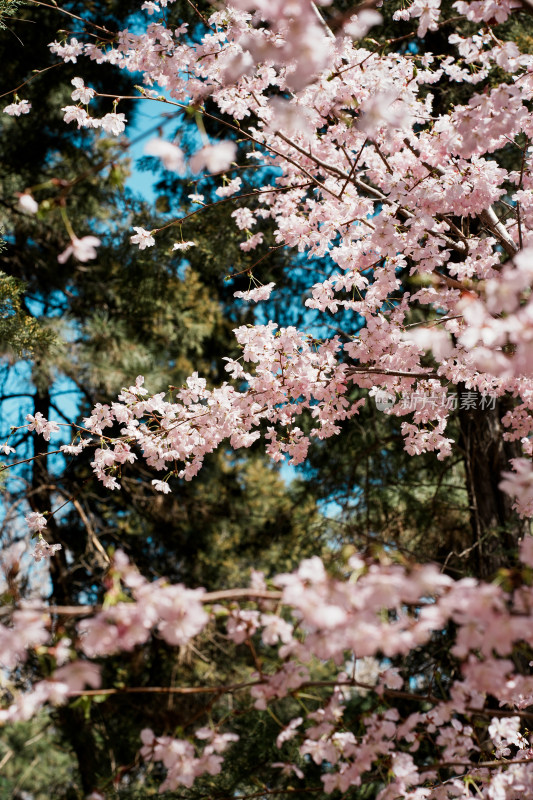 玉渊潭樱花树和樱花