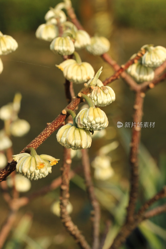 结香花花蕾实拍素材