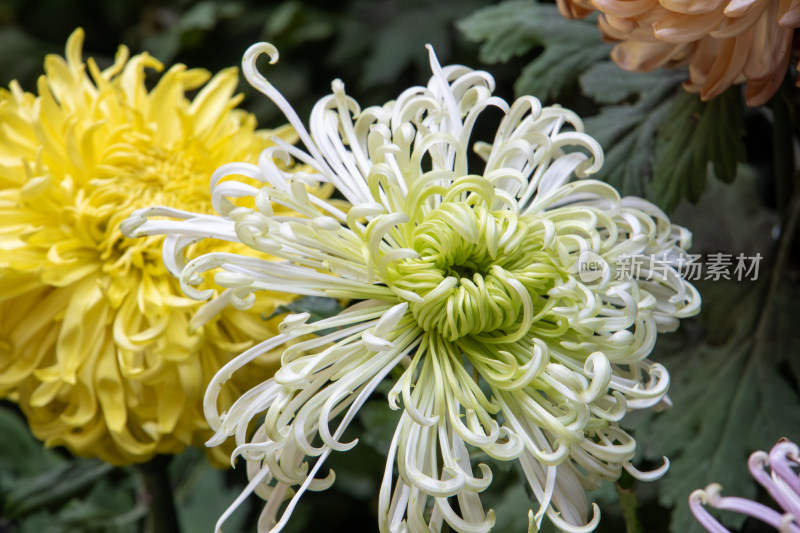 菊花展览各色菊花秋菊盛开