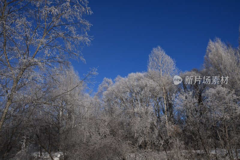 男子驾马拉雪橇行驶在雪林小道