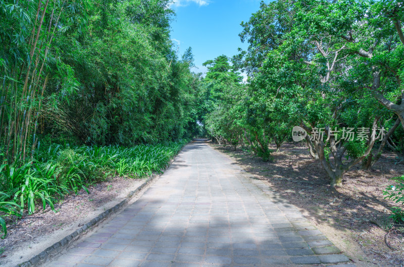 广州南沙蒲洲花园园林绿色树林与公路道路