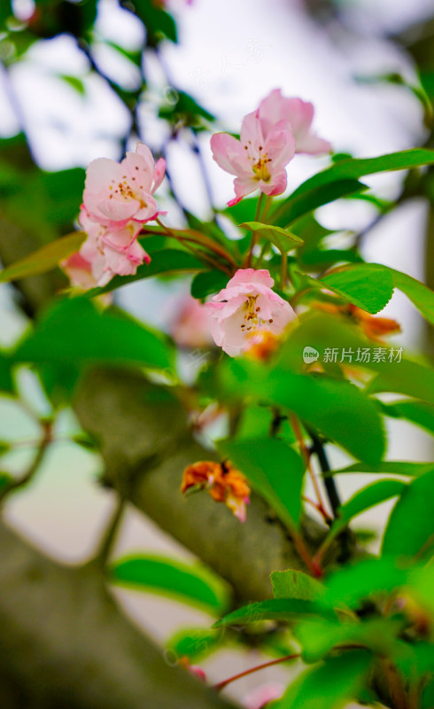 鲜花花朵花卉花树