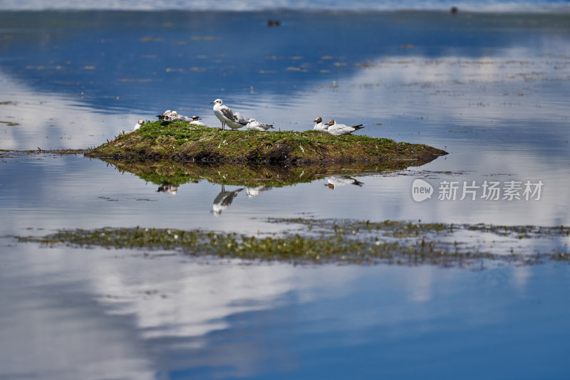 尕海湖的水鸟