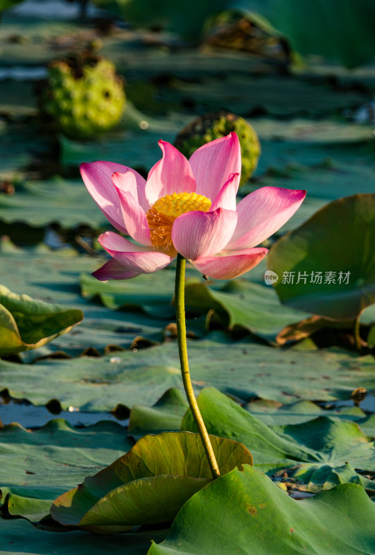 二十四节气夏至池塘盛开的荷花