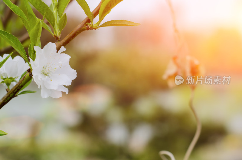 夕阳中一朵白色重瓣海棠花特写